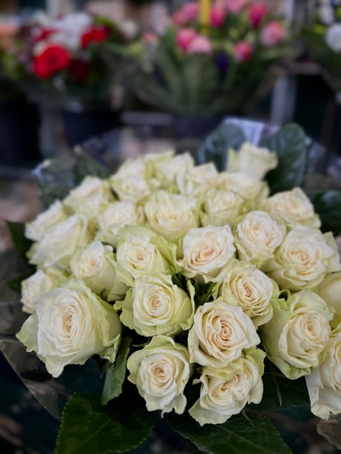 A bouquet of fresh, cream-colored roses with delicate, layered petals, arranged tightly together with dark green leaves interspersed among the blooms. The roses are wrapped in clear plastic and are re