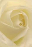 This evocative image draws you deep into the soul of a cream-white rose-a symbol cherished in Rush Green for life's most significant moments. The spiral of petals invites your imagination to descend gently, as if enveloped by their silken, dew-kissed texture. Illuminated by the kind of soft light that floats through east London mornings, each petal glows against a background of serene shadow, highlighting the bloom's remarkable depth. There is a quiet intimacy in how the outer petals, almost see-through, protect the more substantial, buttery layers within. As a Rush Green florist, I see in this image not just the expert artistry behind a perfect arrangement but also the emotional resonance a single rose can carry-an unspoken gesture for sympathy, admiration, or the start of new journeys. You can almost breathe in its subtle fragrance, a clean whisper on the air, lingering like a gentle memory during a stroll through local avenues. The photograph's close perspective conveys more than beauty-it tenderly captures the craftsmanship, reverence, and heartfelt purpose imbued in every arrangement crafted for the Rush Green community.